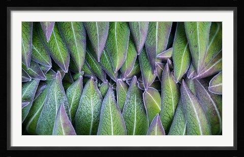 Framed Purple edged leaves of the Giant Lobelia rosette, Kenya Print