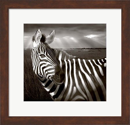Framed Black &amp; White of Zebra and plain, Kenya Print