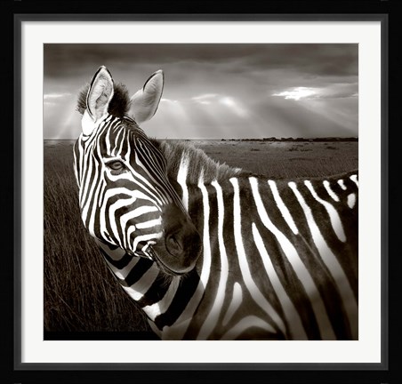 Framed Black &amp; White of Zebra and plain, Kenya Print