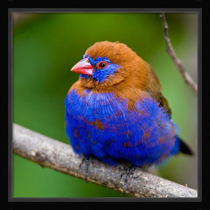 Framed Africa. Kenya. Purple Grenadier, Lake Naivasha Print