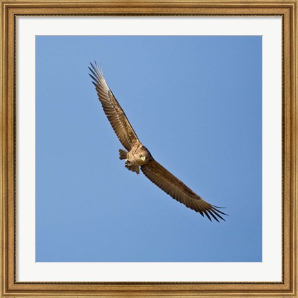 Framed Africa. Tanzania. Bateleur Eagle, Serengeti NP Print