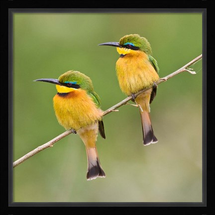 Framed Africa. Tanzania. Little Bee Eaters at Manyara NP Print