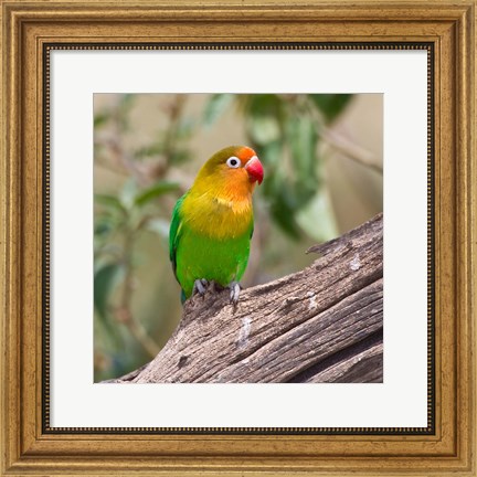 Framed Fischer&#39;s Lovebird tropical bird, Tanzania Print