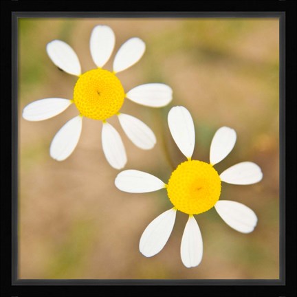 Framed Flowers in Western Cape NP, South Africa. Print