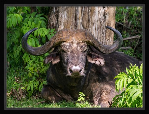 Framed African Buffalo, Aberdare National Park, Kenya Print