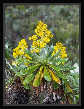 Framed Giant Groundsel in the Mount Kenya National Park, Kenya Print