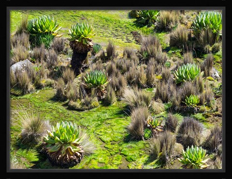 Framed Landscape with Giant Groundsel in the Mount Kenya National Park, Kenya Print