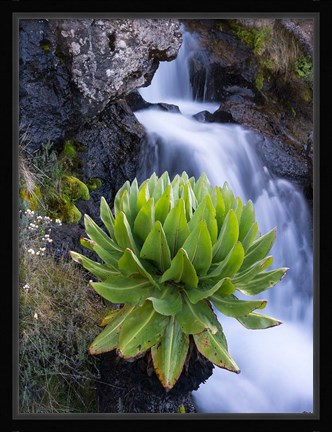 Framed Giant Groundsel by the falls in the Mount Kenya National Park, Kenya Print