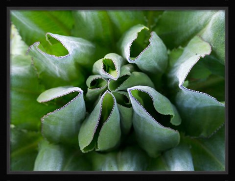 Framed Close up of Giant Groundsel, Kenya Print