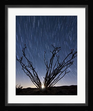 Framed setting moon is visible through the thorny branches on an ocotillo, California Print