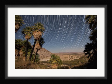 Framed California Fan Palms and a mesquite grove in a desert landscape Print