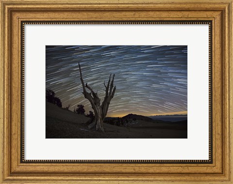 Framed dead bristlecone pine tree against a backdrop of star trails Print