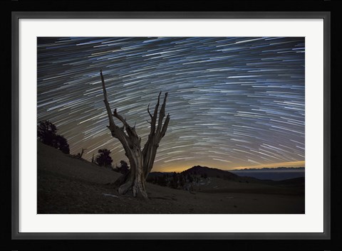 Framed dead bristlecone pine tree against a backdrop of star trails Print