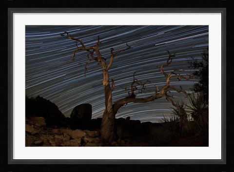 Framed dead Pinyon pine tree and star trails, Joshua Tree National Park, California Print