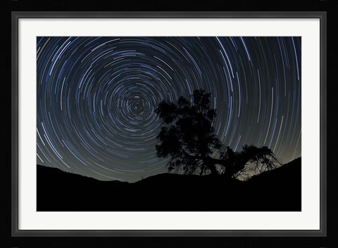 Framed lone oak tree silhouetted against a backdrop of star trails Print