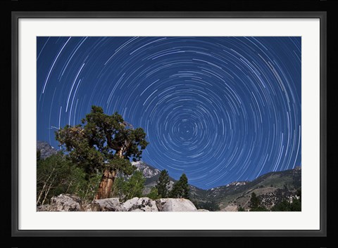Framed pine tree on a windswept slope reaches skyward towards north facing star trails Print