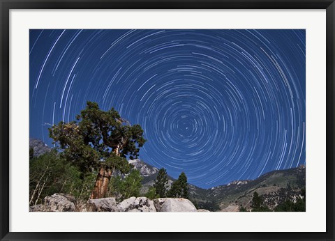 Framed pine tree on a windswept slope reaches skyward towards north facing star trails Print