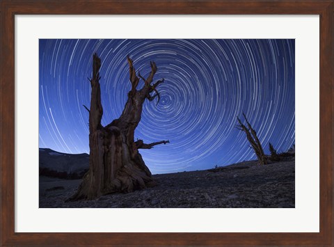 Framed Star trails above an ancient bristlecone pine tree, California Print
