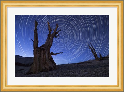 Framed Star trails above an ancient bristlecone pine tree, California Print
