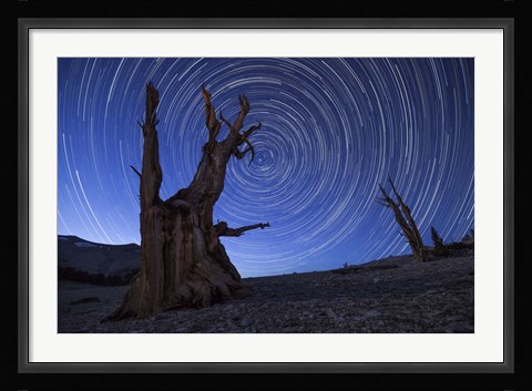 Framed Star trails above an ancient bristlecone pine tree, California Print