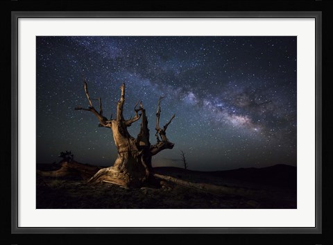 Framed Milky Way and a dead bristlecone pine tree in the White Mountains, California Print