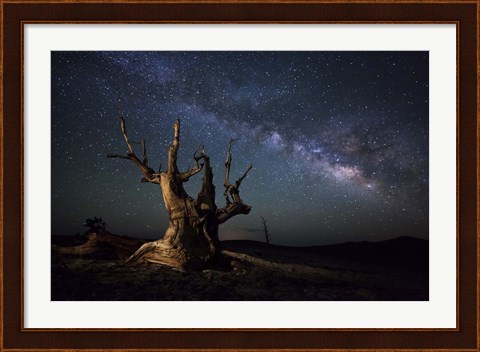 Framed Milky Way and a dead bristlecone pine tree in the White Mountains, California Print