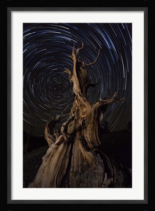 Framed Star trails above a bristlecone pine tree, California Print