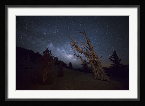 Framed large bristlecone pine in the Patriarch Grove bears witness to the rising Milky Way Print