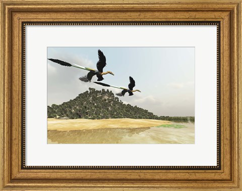 Framed Two Microraptor dinosaurs fly over a wetland marsh in prehistoric times Print