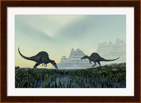 Framed Spinosaurus dinosaurs drink from a marsh area in prehistoric times Print