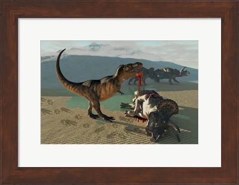 Framed Tyrannosaurus Rex eats the flesh of a dead Triceratops Print