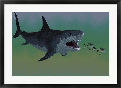 Framed Several Tuna fish try to escape from a huge Megalodon shark Print