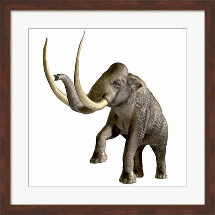 Framed Columbian Mammoth Print