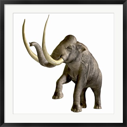 Framed Columbian Mammoth Print
