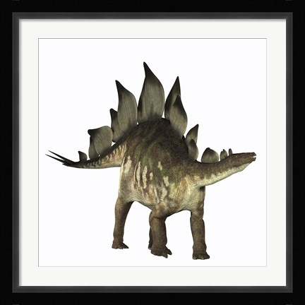 Framed Stegosaurus dinosaur Print
