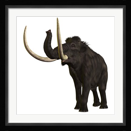 Framed Woolly Mammoth Print