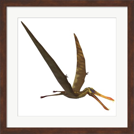 Framed Anhanguera, a genus of Pterosaur from the Cretaceous period Print