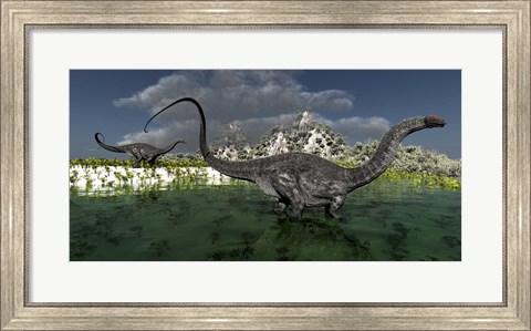 Framed Apatosaurus dinosaurs roam the wilderness of prehistoric times Print