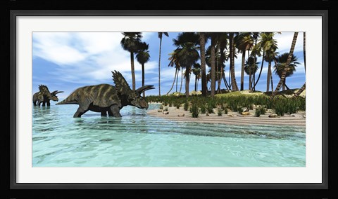 Framed Two Coahuilaceratops dinosaurs wade through tropical waters Print