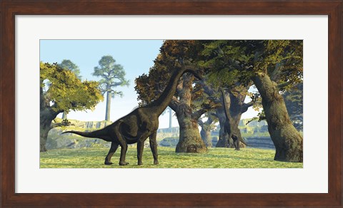 Framed Brachiosaurus dinosaurs walk among large trees in the prehistoric era Print