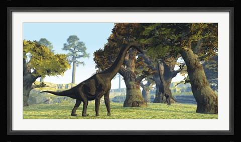 Framed Brachiosaurus dinosaurs walk among large trees in the prehistoric era Print