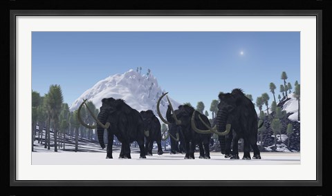 Framed herd of Woolly Mammoths migrate to a warmer climate in the Pleistocene Age Print