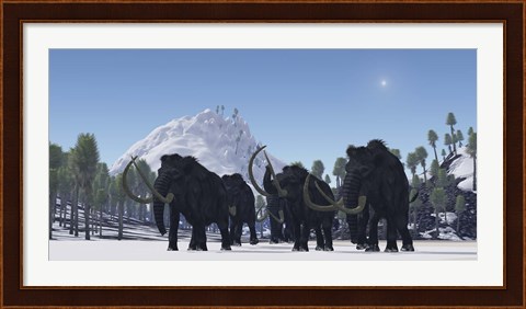 Framed herd of Woolly Mammoths migrate to a warmer climate in the Pleistocene Age Print