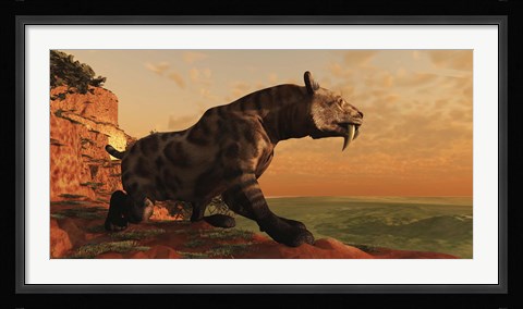 Framed prehistoric Smilodon Cat is on the prowl for his next prey Print