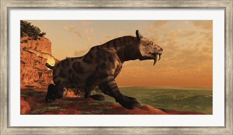 Framed prehistoric Smilodon Cat is on the prowl for his next prey Print