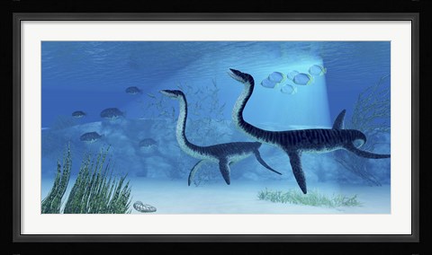 Framed Plesiosaurus dinosaurs swimming the Jurassic seas Print