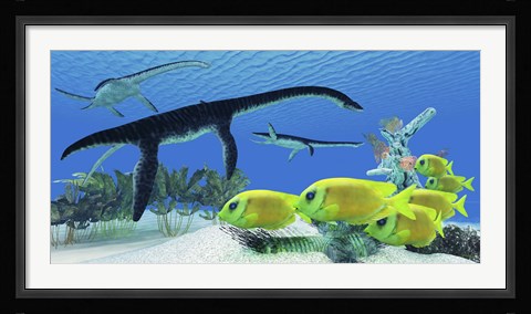 Framed school of Lemonpeel Angelfish swim by Plesiosaurus dinosaurs Print
