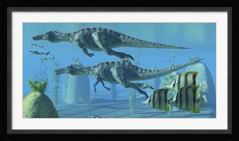 Framed Two Suchomimus dinosaurs search for big fish prey underwater Print