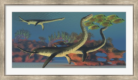 Framed Plesiosaurus dinosaurs chase a school of Lemonpeel Angelfish Print