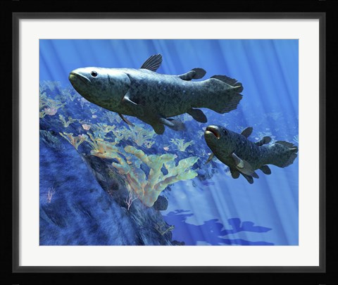 Framed Two Coelacanth fish swimming undersea Print
